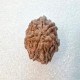 7 Mukhi Rudraksha Certified Original Bead for Wealth, Health & Good Fortune 7 Mukhi Rudraksha Certified Original Bead for Wealth, Health & Good Fortune